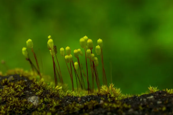 Moss Jednoduchá Rostlina Letáky Fotosyntetických Buněk Stejně Jako Stromů Kapradin — Stock fotografie