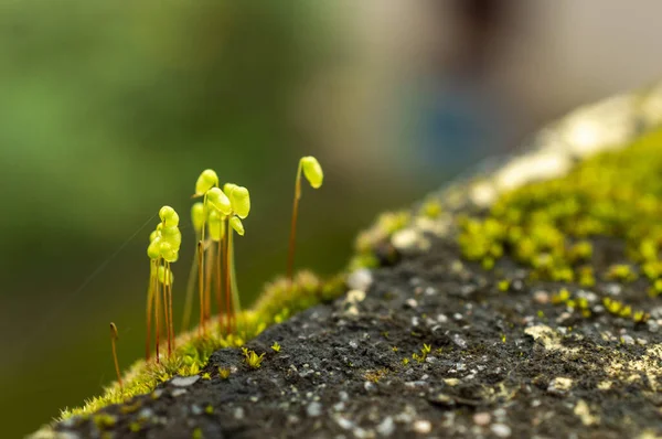 Mousse Est Une Plante Simple Avec Des Folioles Faites Cellules — Photo