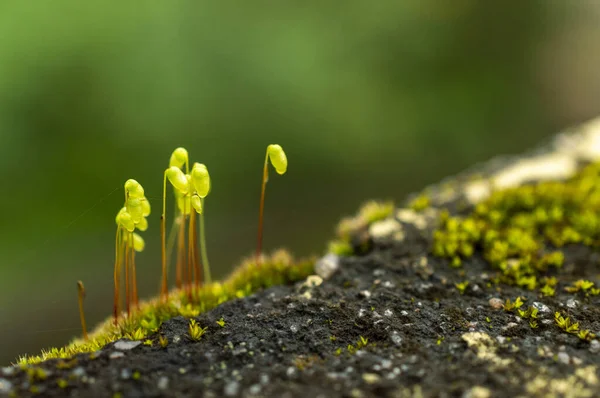 Moss Prosta Roślina Ulotkami Wykonanymi Komórek Fotosyntetycznych Podobnie Jak Drzewami — Zdjęcie stockowe