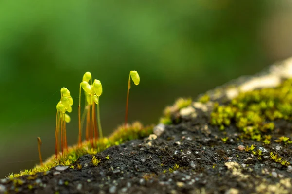 Moss Simple Plant Leaflets Made Photosynthetic Cells Just Trees Ferns — Stock Photo, Image