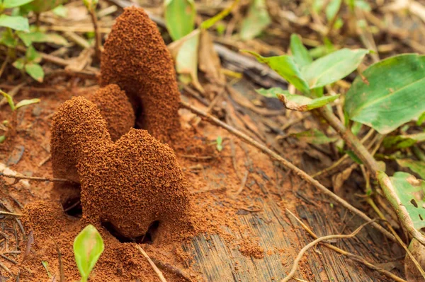 Anthill Ninho Forma Monte Construído Por Formigas Cupins Aqui Estão — Fotografia de Stock