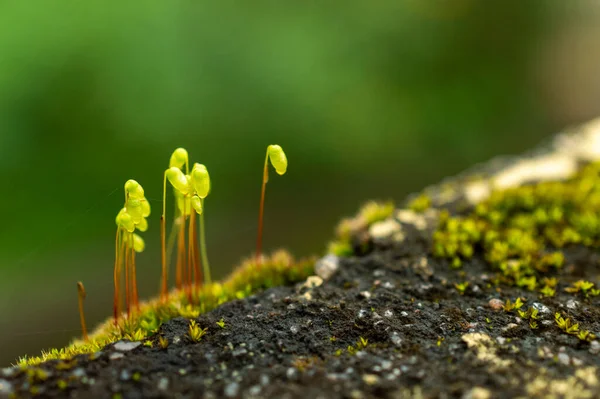 Moss Una Planta Sencilla Con Foliolos Hechos Células Fotosintéticas Igual Fotos De Stock