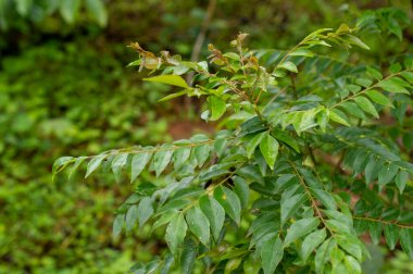 Köri yapraklı ağaç tropikal bir tropikal ağaçtır ve Asya 'ya özgüdür. Bu birçok Hint mutfağında ve geleneksel Hint ilaçlarında kullanılan aromatik bir yaprak. Burada bir köri yaprağı bitkisi odak noktasında güzel bir arka plan oluşturuyor..