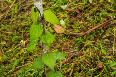 Karabiber, genellikle kurutulmuş ve baharat ve baharat olarak kullanılan ve biber olarak bilinen meyvesi için yetiştirilen bir sarmaşıktır. Burada güzel bir arka plan oluşturan tropikal bir biber bitkisi var..