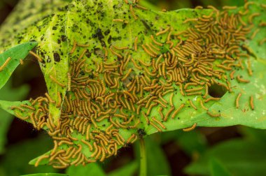 Tırtıllar çiğneme bitkileriyle beslenirler. Çoğu yaprak ve iğne yiyenlerdir. Burada bir yaprak üzerinde beslenen tırtıl grubu var..