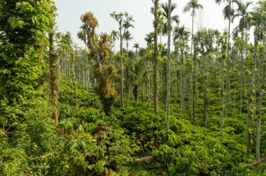 Salgın mikrop ve hastalıklardan korunmak için farklı gölge ağaçlarının bir karışımını dikmek gereklidir. Gümüş meşe, çay tarlalarında en çok tercih edilen gölge ağacı türüdür. Burada çay tarlalarının ortasında bazı ağaçlar var..
