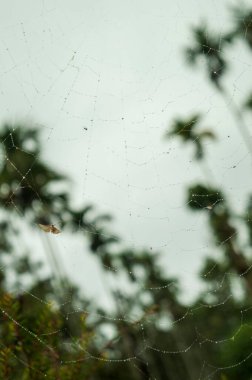 Örümcekler özellikle yakalamak ve böcekleri yakalamak için ağ örerler. İpek, doğal lif ve proteinden oluşurlar. Yağmurlu bir günde, içinde bir güve olan ıslak bir örümcek ağı güzel bir arkaplan oluşturuyor..