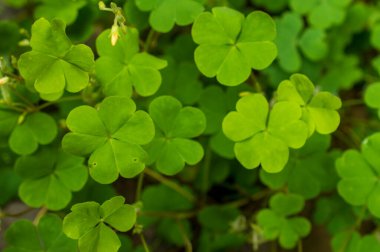 Sarı ahşap doru, yaprakları hafif ekşi olduğu için ekşi ot olarak da bilinen orta büyüklükte sürünen bir ottur. Deriyi serinletmek, mideyi idrar söktürücü ve astringen olarak yatıştırmak için kullanılır. Burada bir grup sarı ağaç özrü var. 