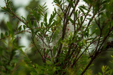 Canlı bir çit genellikle birbirine yakın büyüyen çalılık ya da ağaçlardan oluşur. Bu bitki çitler için ya da yaşayan çitler için güzel bir arka plan oluşturmak için kullanılır..