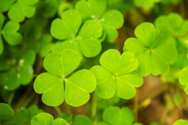 Sarı ahşap doru, yaprakları hafif ekşi olduğu için ekşi ot olarak da bilinen orta büyüklükte sürünen bir ottur. Deriyi serinletmek, mideyi idrar söktürücü ve astringen olarak yatıştırmak için kullanılır. Burada bir grup sarı ağaç özrü var. 