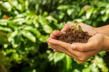 Tohum, tohum embriyosundan çıkan genç bir bitkidir. Tohumların gelişimi tohumların filizlenmesiyle başlar. İşte çiftçilerde genç bir bitki. Odaklanıyor..