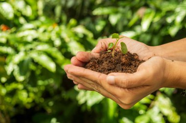 Tohum, tohum embriyosundan çıkan genç bir bitkidir. Tohumların gelişimi tohumların filizlenmesiyle başlar. İşte çiftçilerde genç bir bitki. Odaklanıyor..