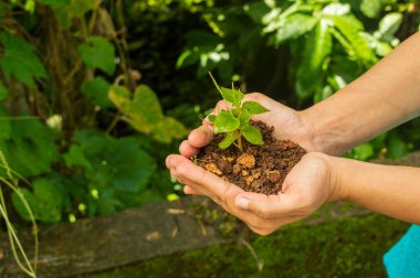Tohum, tohum embriyosundan çıkan genç bir bitkidir. Tohumların gelişimi tohumların filizlenmesiyle başlar. İşte çiftçilerde genç bir bitki. Odaklanıyor..
