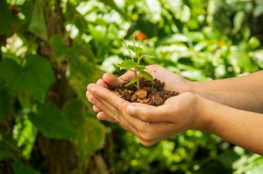 Tohum, tohum embriyosundan çıkan genç bir bitkidir. Tohumların gelişimi tohumların filizlenmesiyle başlar. İşte çiftçilerde genç bir bitki. Odaklanıyor..