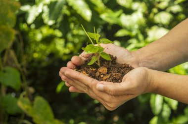 Tohum, tohum embriyosundan çıkan genç bir bitkidir. Tohumların gelişimi tohumların filizlenmesiyle başlar. İşte çiftçilerde genç bir bitki. Odaklanıyor..