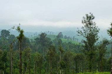 Yükselen dağlar, doğanın her yerdeki yeşillik armağanı Ooty 'nin güzelliğini açıklayabilmenin tek yolu..
