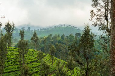 Salgın mikrop ve hastalıklardan korunmak için farklı gölge ağaçlarının bir karışımını dikmek gereklidir. Gümüş meşe, çay tarlalarında en çok tercih edilen gölge ağacı türüdür. Burada çay tarlalarının ortasında bazı ağaçlar var..