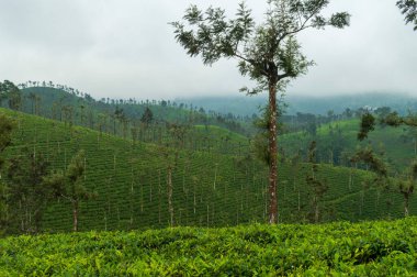 Salgın mikrop ve hastalıklardan korunmak için farklı gölge ağaçlarının bir karışımını dikmek gereklidir. Gümüş meşe, çay tarlalarında en çok tercih edilen gölge ağacı türüdür. Burada çay tarlalarının ortasında bazı ağaçlar var..