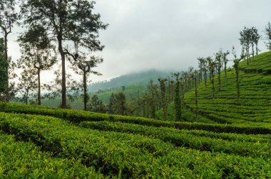 Salgın mikrop ve hastalıklardan korunmak için farklı gölge ağaçlarının bir karışımını dikmek gereklidir. Gümüş meşe, çay tarlalarında en çok tercih edilen gölge ağacı türüdür. Burada çay tarlalarının ortasında bazı ağaçlar var..