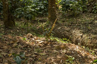 Kahve bitkisi yetiştirilmesi çok kolay bir bitki. Doğru ışıkla, su ve nem birkaç ay içinde santimetreye kadar büyüyecek. İşte kahve tarlasından taze bir kahve bitkisi..
