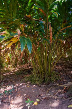 Yeşil kakule kan basıncını düşürmek, solunum ve kilo kaybını arttırmak için iyidir. Yeşil kakule aynı anda hem tatlı hem de baharatlı olabilecek lezzetli bir narenciye aroması üretir. İşte bitkisinin odak noktasında organik yeşil bir kakule..