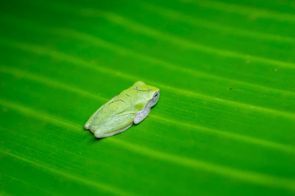 The green frog is a very symbolic animal and is widely considered to be a symbol of peace and calm to those who find it. Here is a tiny green frog in a banana leaf forming a beautiful background.