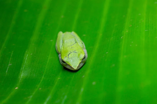 The green frog is a very symbolic animal and is widely considered to be a symbol of peace and calm to those who find it. Here is a tiny green frog in a banana leaf forming a beautiful background.