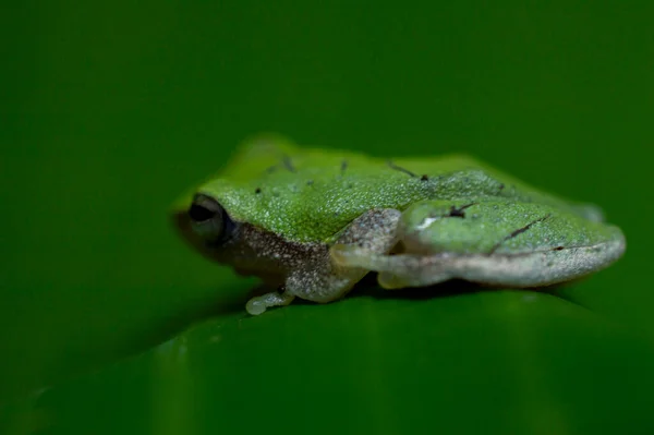 緑のカエルは非常に象徴的な動物であり 広くそれを見つける人に平和と穏やかな象徴であると考えられています バナナの葉に小さな緑のカエルが美しい背景を形成しています — ストック写真