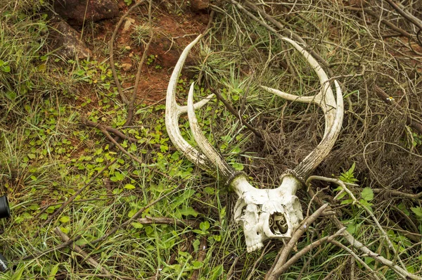 Deer Antlers Made Bones Grow Shed Every Year Fastest Growing — Stock Photo, Image