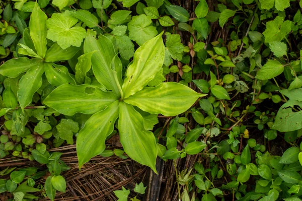 Divoká Rostlina Svými Listy Dohromady Představuje Jako Zelený Květ Tvořící — Stock fotografie
