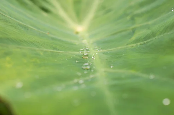Colocasia leaves will never get wet because they are covered with waxy, microscopic bumps that prevent water drops from being able to stick or adhere to the leaf. Here are some water drops on the colocasia leaf forming a beautiful background in focus