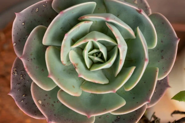 A succulent is any plant that stores water in juicy leaves, stems or roots in order to withstand periodic drought and have long lifespans with low maintainence. Here is a succulent plant forming a beautiful texture pattern background.