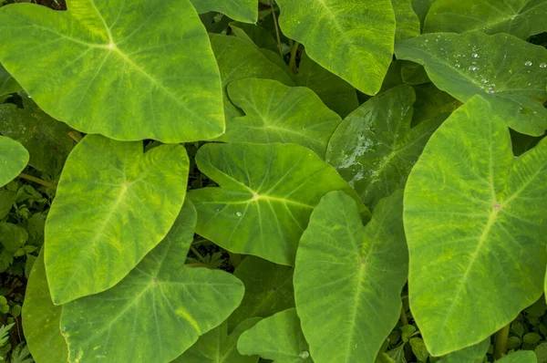 Colocasia Una Pianta Erbacea Perenne Con Grande Corpo Sopra Appena — Foto Stock