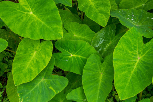 Colocasia is herbaceous perennial plants with a large corm on or just below the ground surface. They are an excellent source of dietary fiber and good carbohydrates.