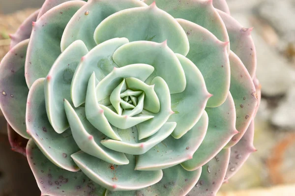 A succulent is any plant that stores water in juicy leaves, stems or roots in order to withstand periodic drought and have long lifespans with low maintainence. Here is a succulent plant forming a beautiful texture pattern background.