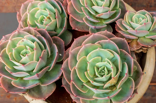 A succulent is any plant that stores water in juicy leaves, stems or roots in order to withstand periodic drought and have long lifespans with low maintainence. Here is a succulent plants forming a beautiful texture pattern background.