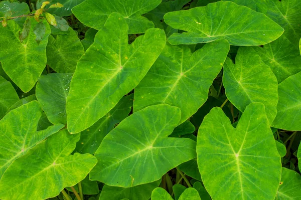 Colocasia is herbaceous perennial plants with a large corm on or just below the ground surface. They are an excellent source of dietary fiber and good carbohydrates.