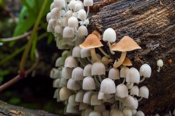A mushroom is the fleshy, spore bearing fruiting body of a fungus, typically produced above ground, on soil, or on its food source. Mushrooms are a rich, low calorie source of fiber, protein and antioxidants. Here are a group of mushrooms