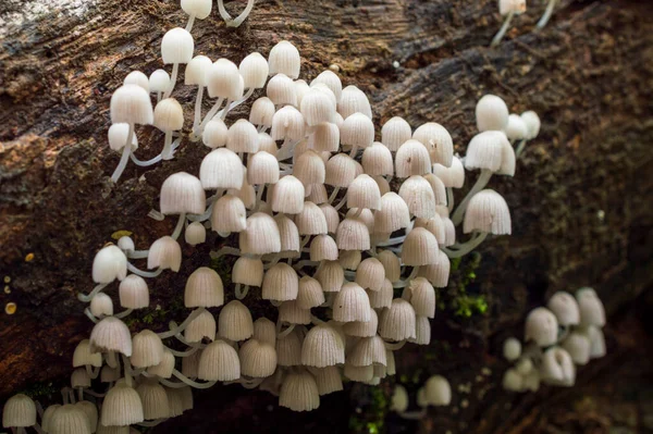 A mushroom is the fleshy, spore bearing fruiting body of a fungus, typically produced above ground, on soil, or on its food source. Mushrooms are a rich, low calorie source of fiber, protein and antioxidants. Here are a group of mushrooms