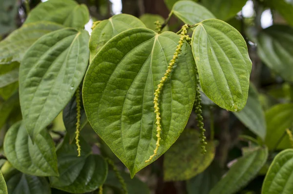 Black pepper is a flowering vine cultivated for its fruit known as peppercorn which is usually dried and used as a spice and seasoning. Here are peppercorns starting to grow for the next year harvest forming a beautiful background in focus.