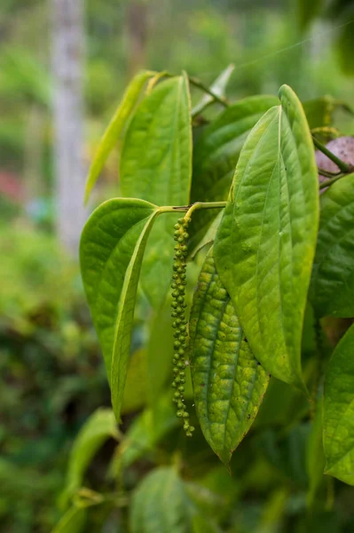 Black pepper is a flowering vine cultivated for its fruit known as peppercorn which is usually dried and used as a spice and seasoning. Here are peppercorns starting to grow for the next year harvest forming a beautiful background in focus.