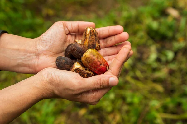Cashew tree is a tropical evergreen tree that produces the cashew seed and the cashew apple accessory fruit. Cashew fruit is highly aromatic with sweet, tropical flavors mixed with an astringent taste. Here are some cashew fruits in a farmers hand.