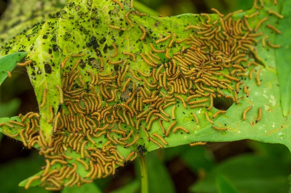 Гусениці Харчуються Жувальними Рослинами Найбільш Поширеними Які Споживають Листя Голки — стокове фото
