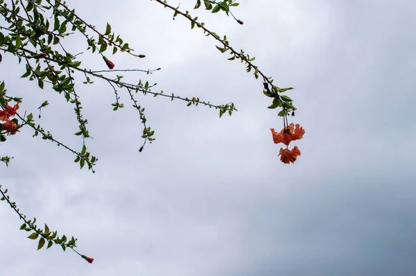 Doppelschichtiger Hibiskus Ist Eine Sorte Die Blüten Mit Mehr Als — Stockfoto