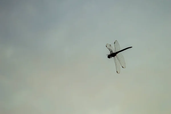 Dragonfly Een Vliegend Insect Dat Geluk Voorspoed Harmonie Fortuin Aangeeft — Stockfoto