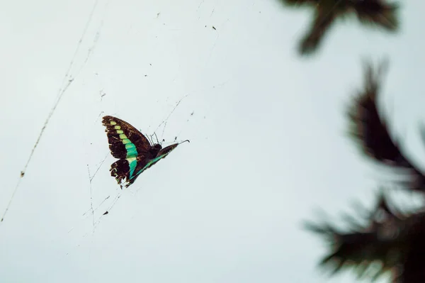 Fluturii Sunt Insecte Aripi Transparente Care Își Folosesc Picioarele Pentru — Fotografie, imagine de stoc