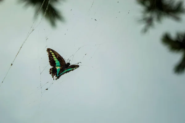 Las Mariposas Son Insectos Con Alas Transparentes Que Usan Sus —  Fotos de Stock