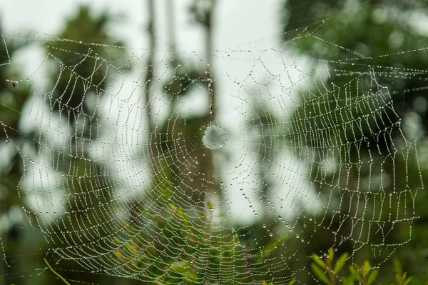 Spinnen Bauen Netze Speziell Insekten Einzufangen Und Fressen Sie Bestehen — Stockfoto