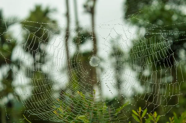 Las Arañas Construyen Redes Específicamente Para Atrapar Atrapar Insectos Para — Foto de Stock