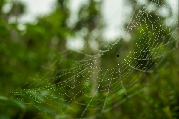 Spinnen Bauen Netze Speziell Insekten Einzufangen Und Fressen Sie Bestehen — Stockfoto